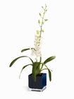 Irresistible Orchid Planter